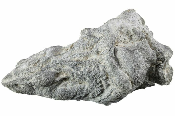 Cretaceous Fossil Sponge (Turonia) - Germany #219294